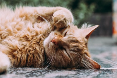 橙色波斯猫睡觉

